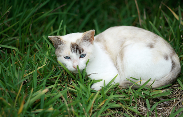ニライと名付けた猫 ニライと名付けた猫