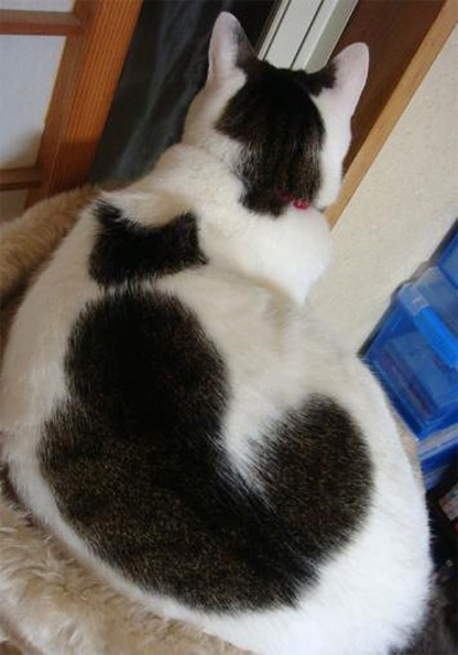 ねこねこ ねこねこ